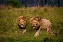 133 Masai Mara, leeuwen